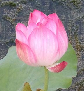 Parfymolja helig lotusblomma