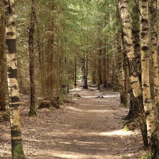 Parfymolja Skog