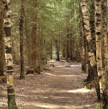 Parfymolja Skog